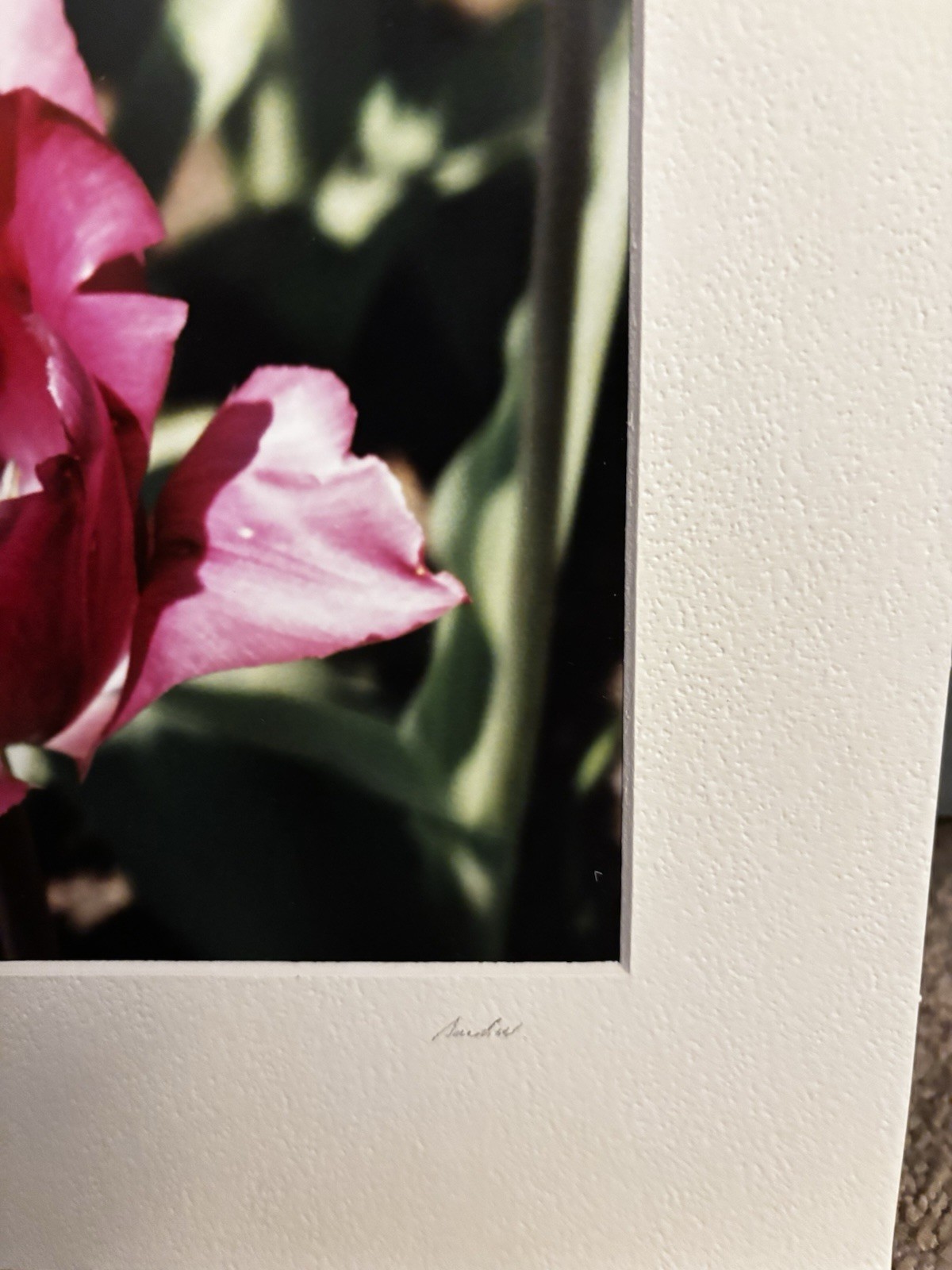 The Parrot Tulip Signed Color Photograph by Sarah W. , Matted Portrait