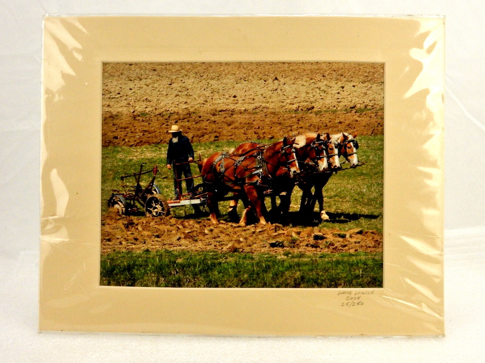 Amish Draft Horse Plow Team, Matted Photography Print, Wade Wilcox, Vintage Art
