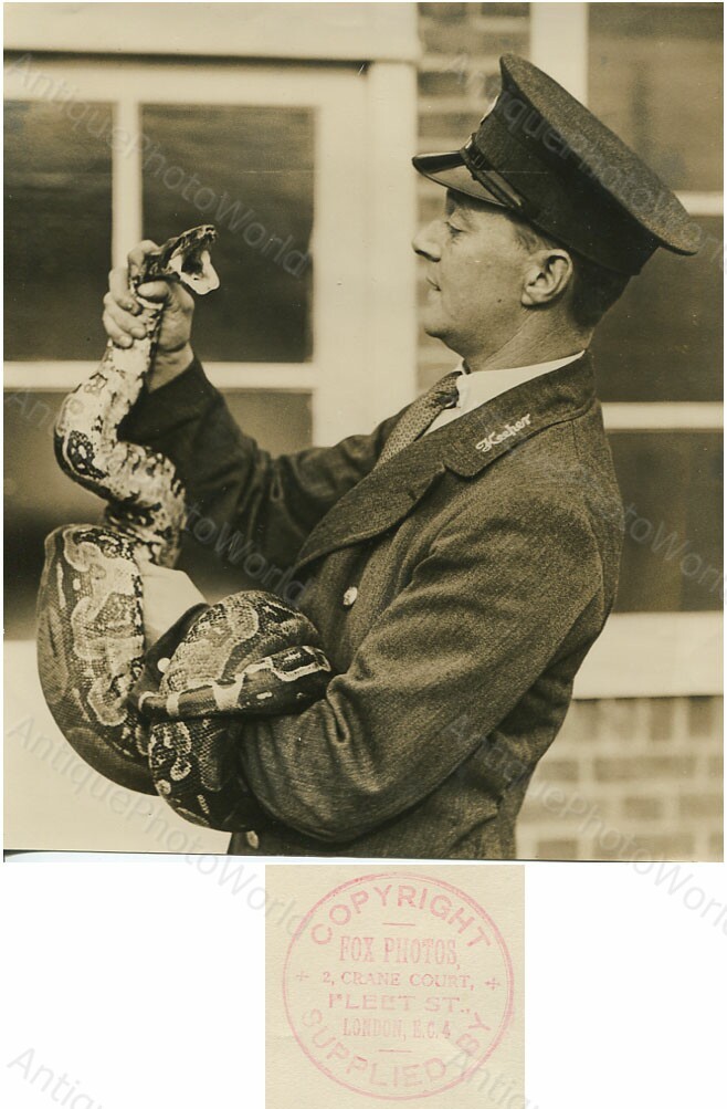Officer holding a snake python antique photo