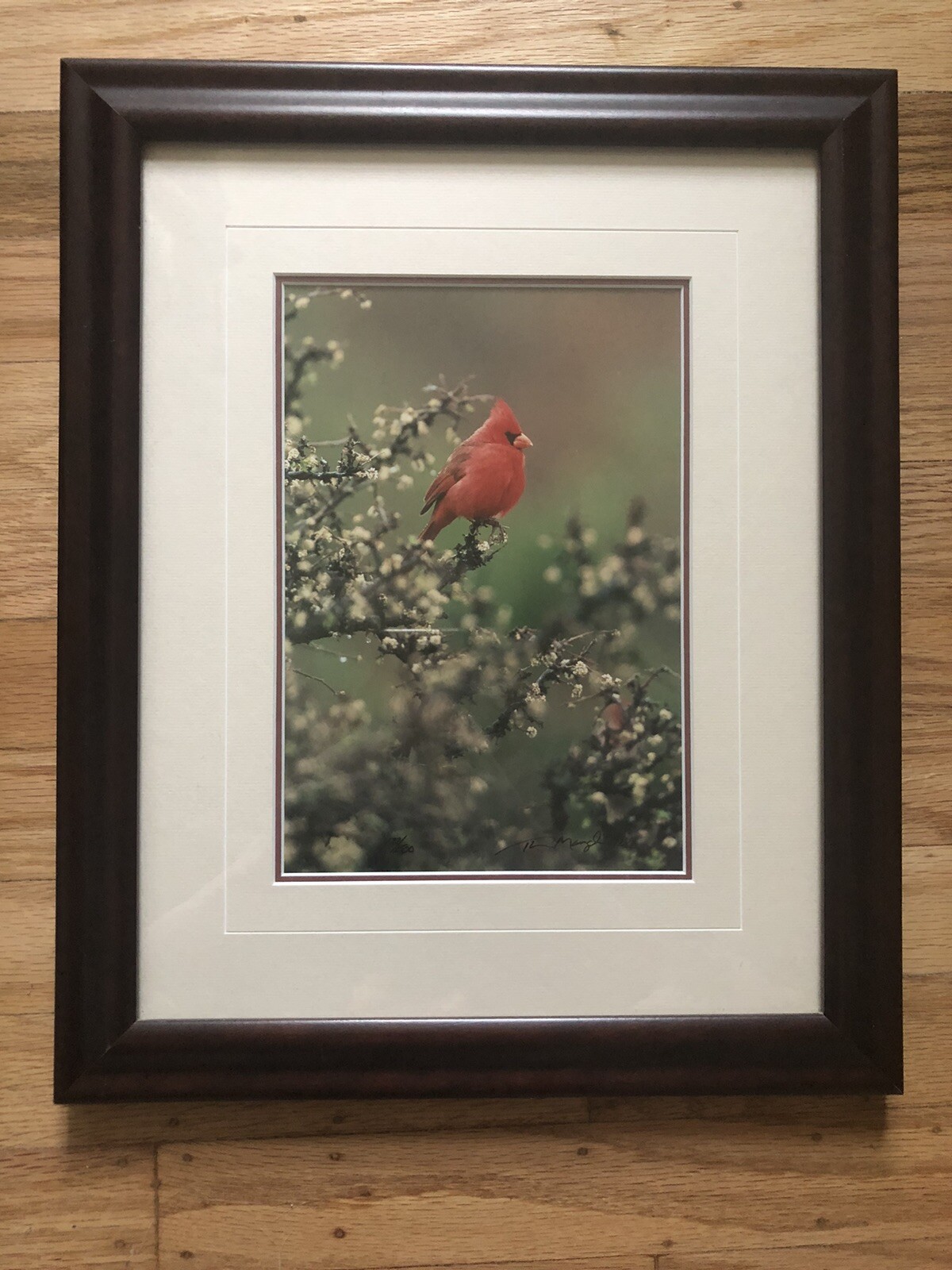 Thomas Mangelsen “Jewel of the Desert” Photo Print Signed Nature LOW NUMBER