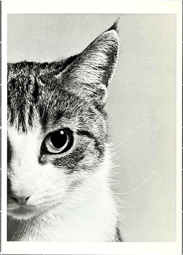 Ylla – Tiger Cat 1950 – Fotofolio Art Card Print Photo 2000