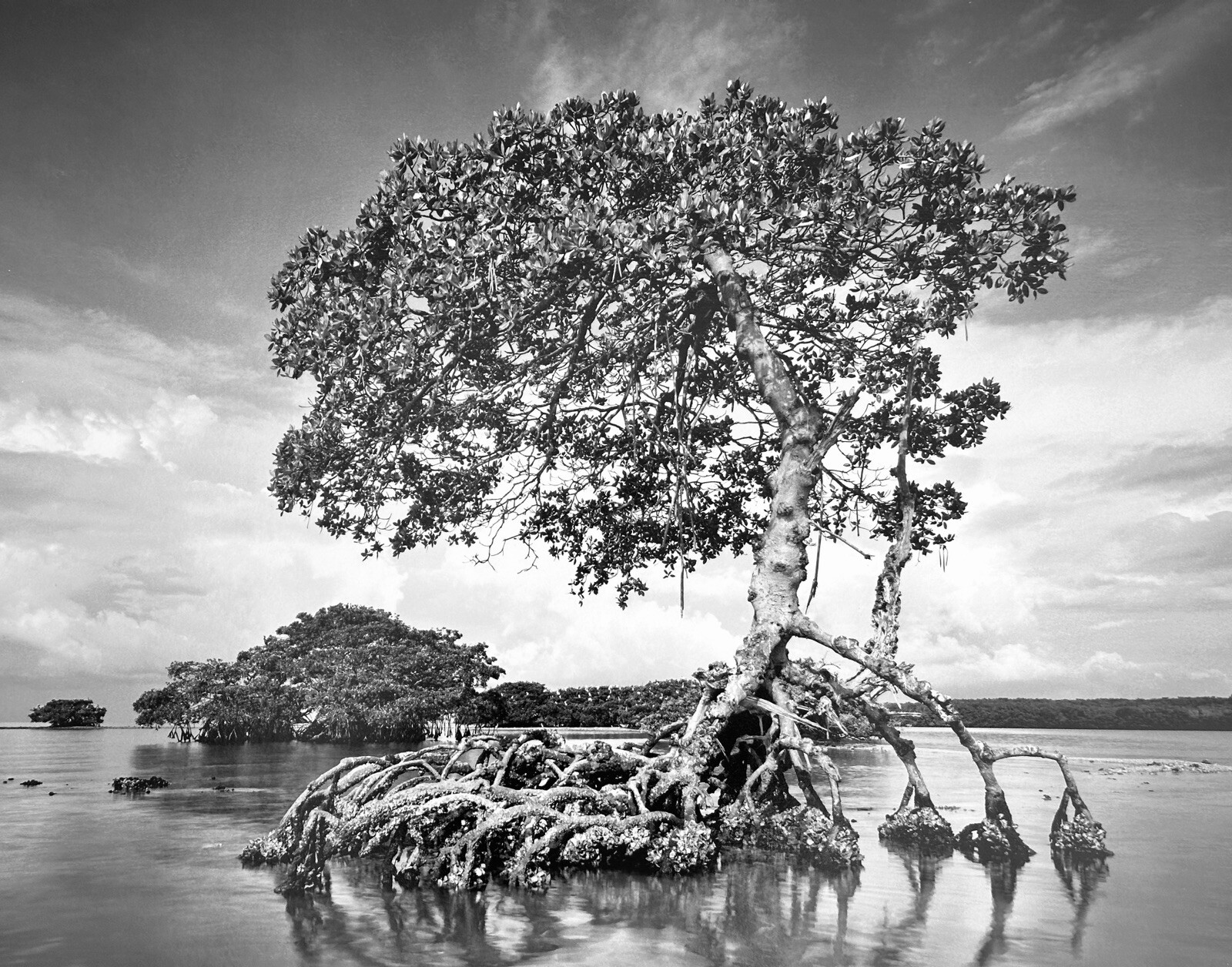 Clyde Butcher Gaskin Bay Everglades National Park Florida 22×34