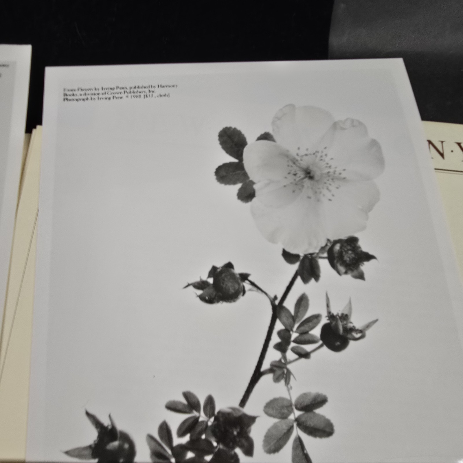 Irving Penn Flowers Press Release With Photos