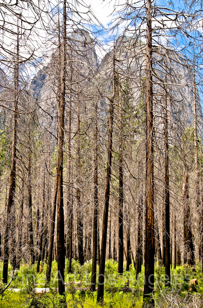 Neil Reichline Photo, “Tall Grove” Yosemite National Park