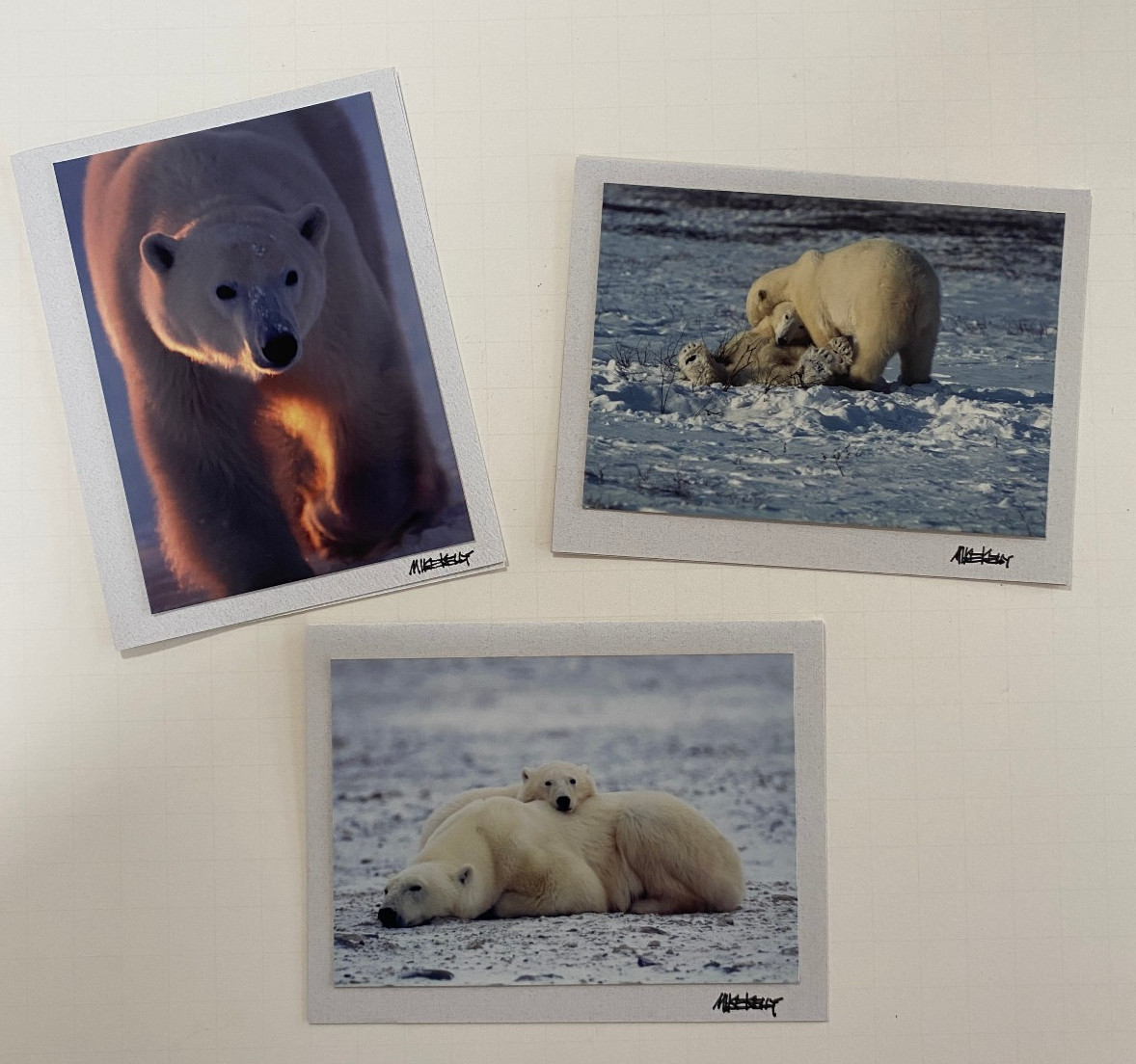 Mike Kelly Photographs / Polar Bears in Snow Signed / Cards 3.5″ x 5″