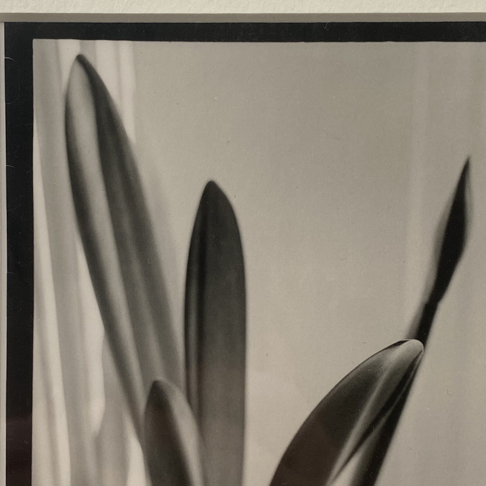 Black & White Floral Linear Contrast Sunlight Still Life Matted Print 8″x10″