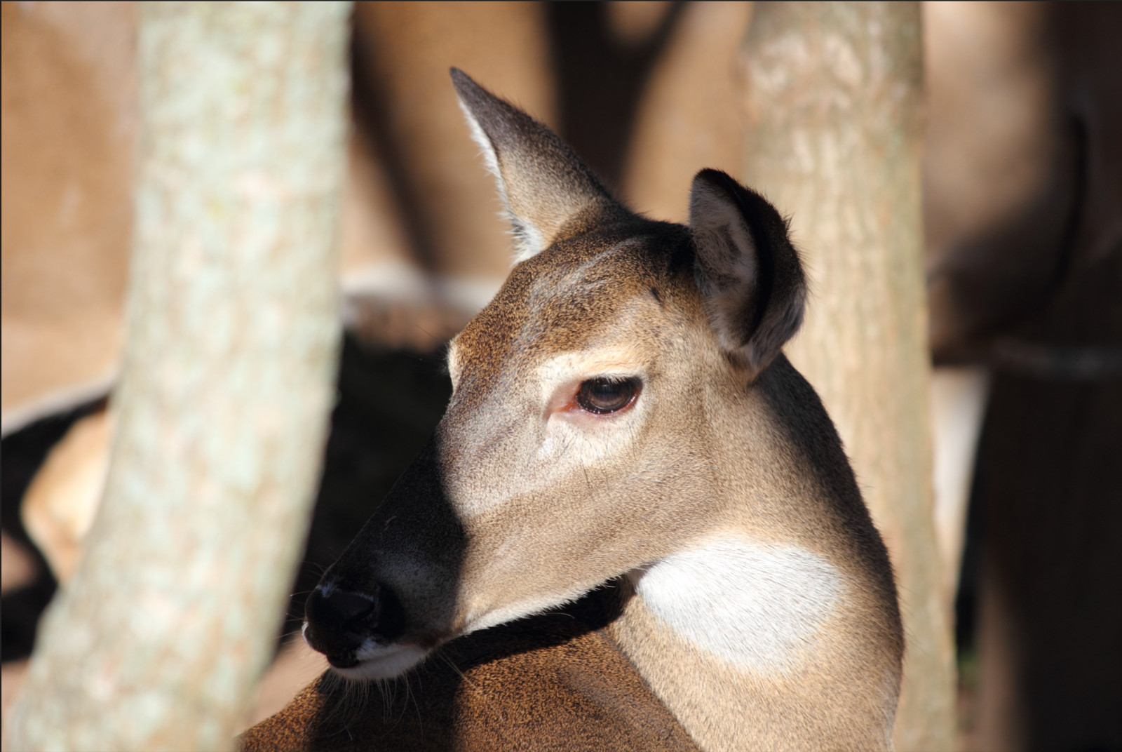 Deer Close‑Up Digital Background | Wildlife Portrait Photo | High‑Resolution
