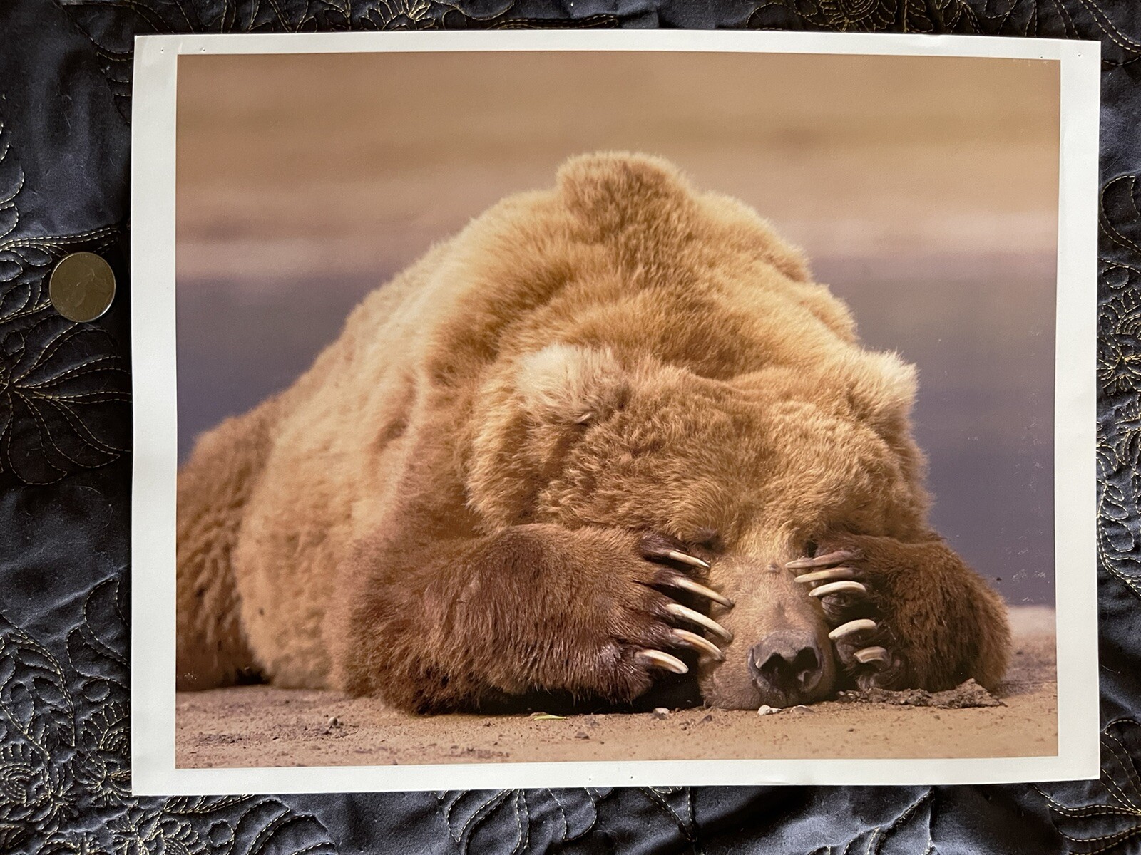 8×10” Sleepy Brown bear Alaska beach Wildlife Photograph nature art Print animal