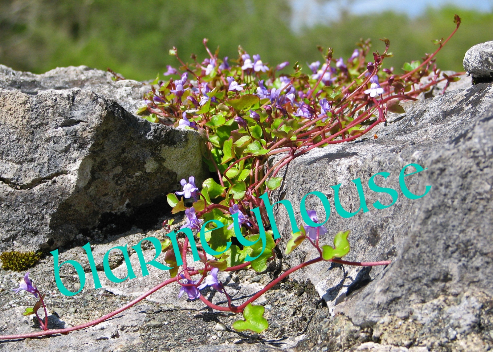 LOVELY WILD FLOWERS GROWING ON A ROCK WALL!! 8 x 10 PHOTO IRELAND!