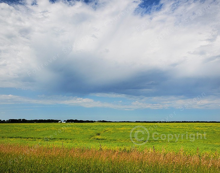 Non-AI Digital Photo Wheat Field Farmhouse Summer Sky Prairie Landscape Country