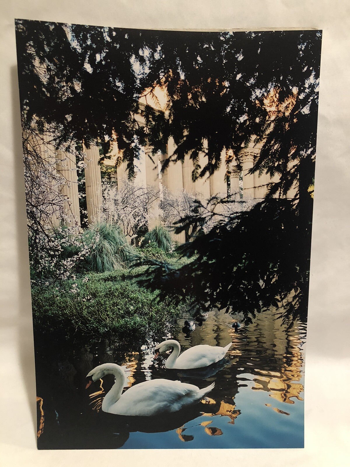 Bo Bixler Photography-San Francisco Bay Area-Swan’s/Ducks/Water-Photo Art Print