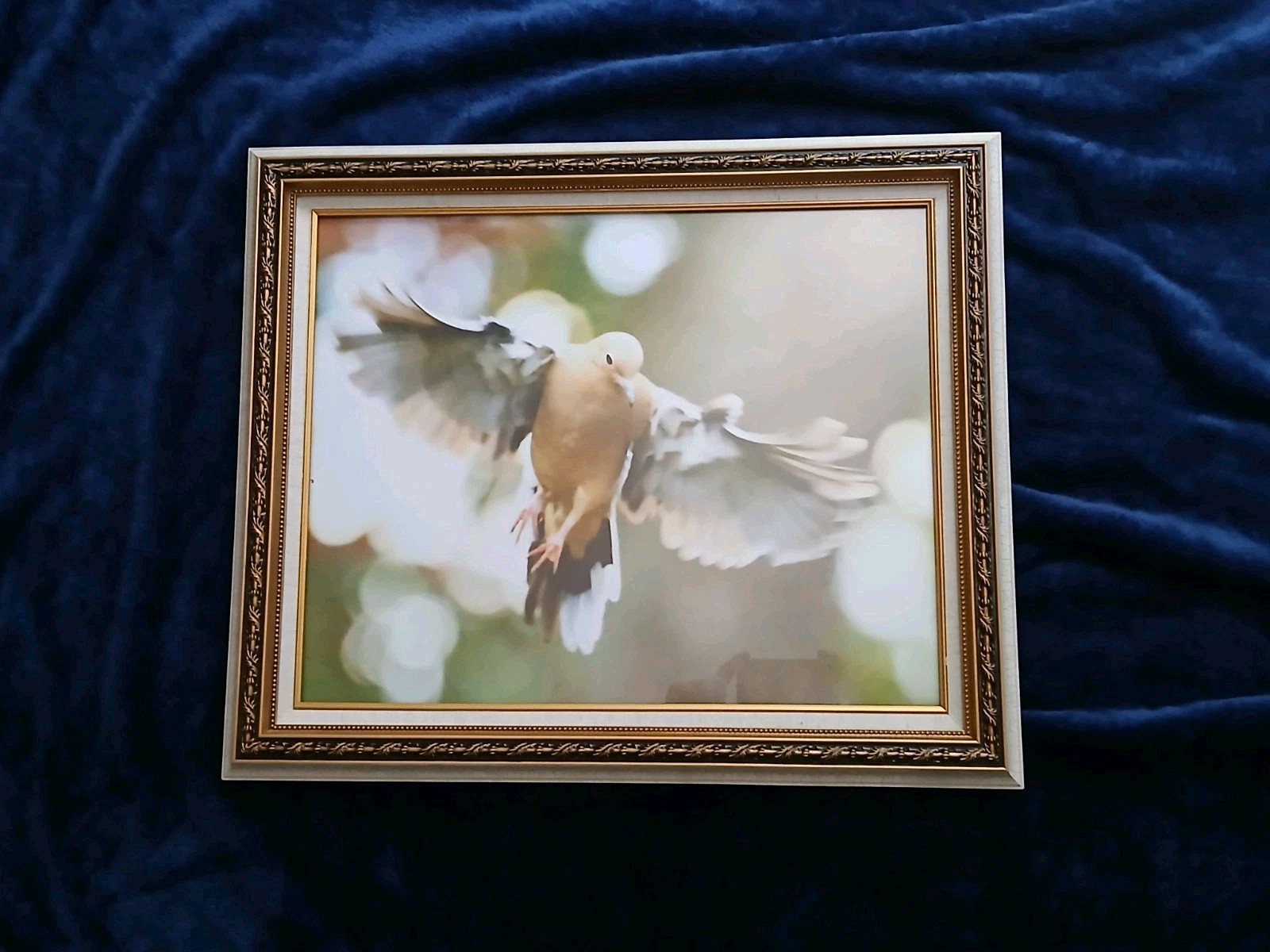 Magnificent Flying Bird Portraits. One Of A Kind Anywhere In The World.