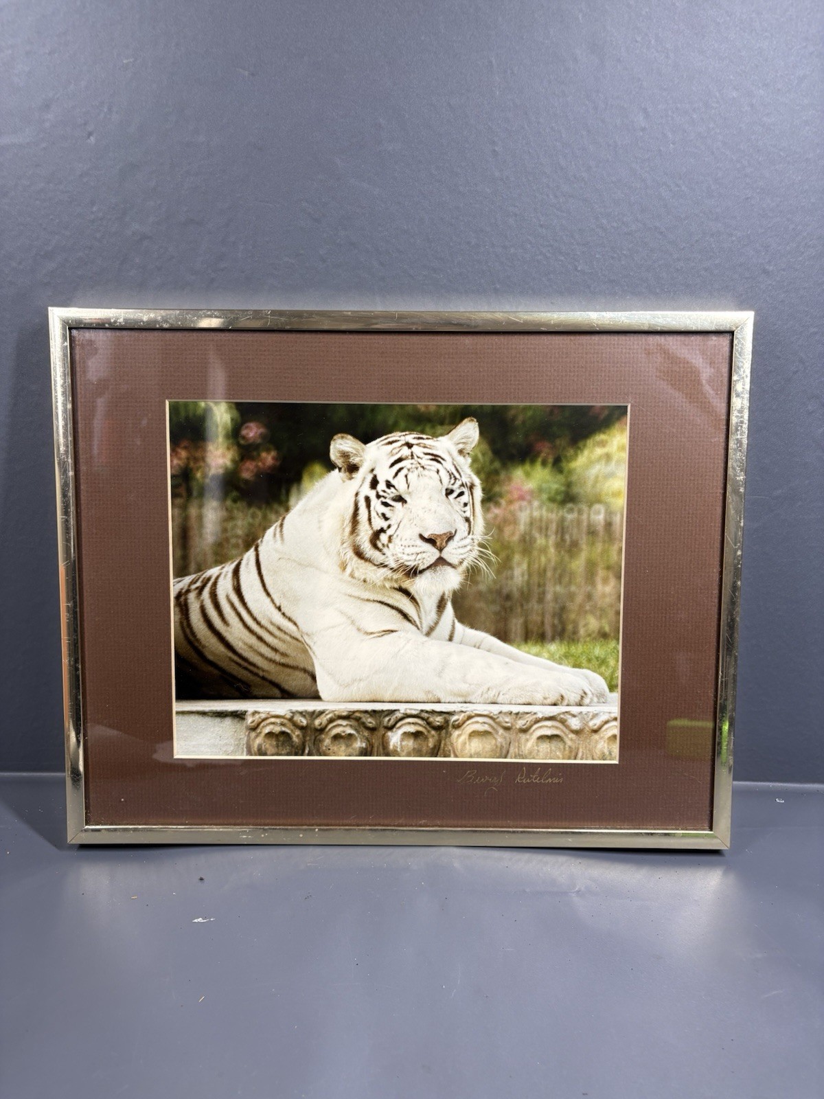 Hand Signed White Tiger Wildlife Art Photograph Framed Photo Print
