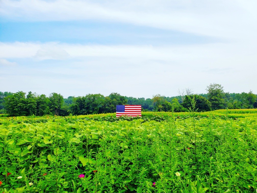 Landscape American Flag Field Photograph