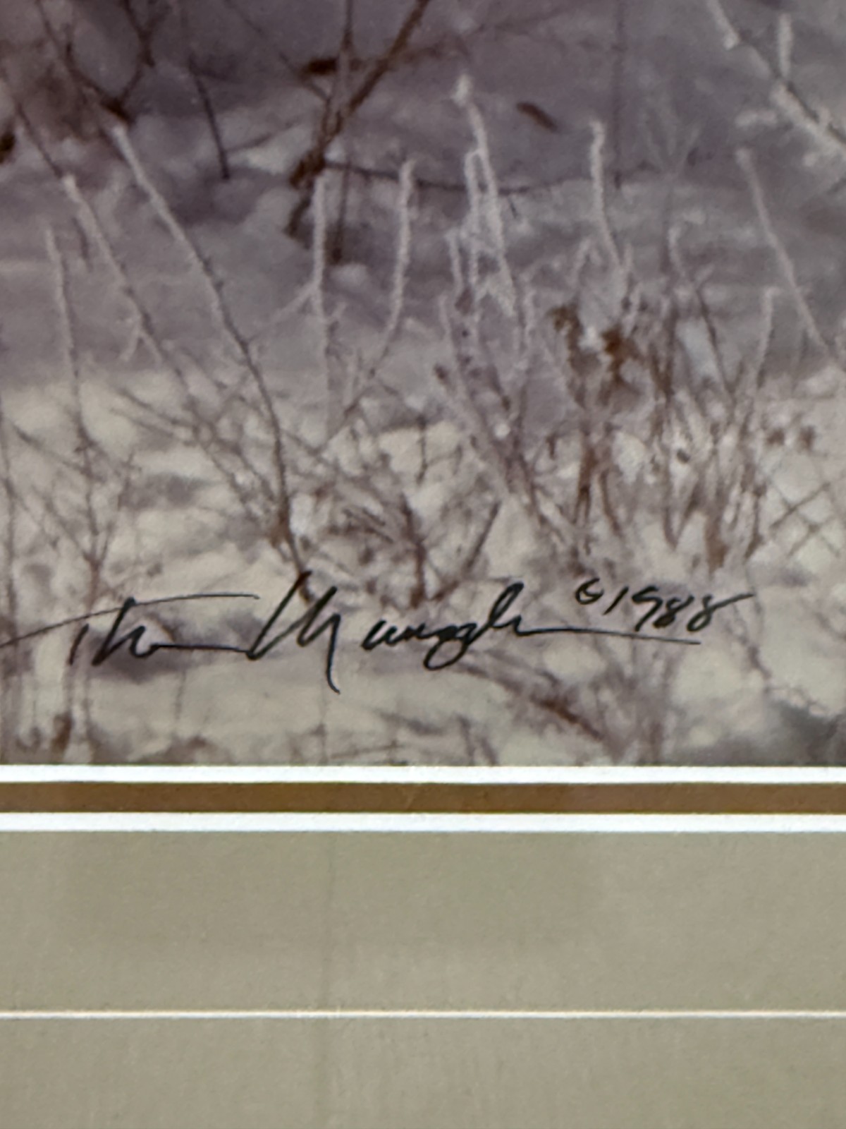 Tom Mangelsen “December Deer” Signed Wildlife Photograph Framed Grand Teton WY