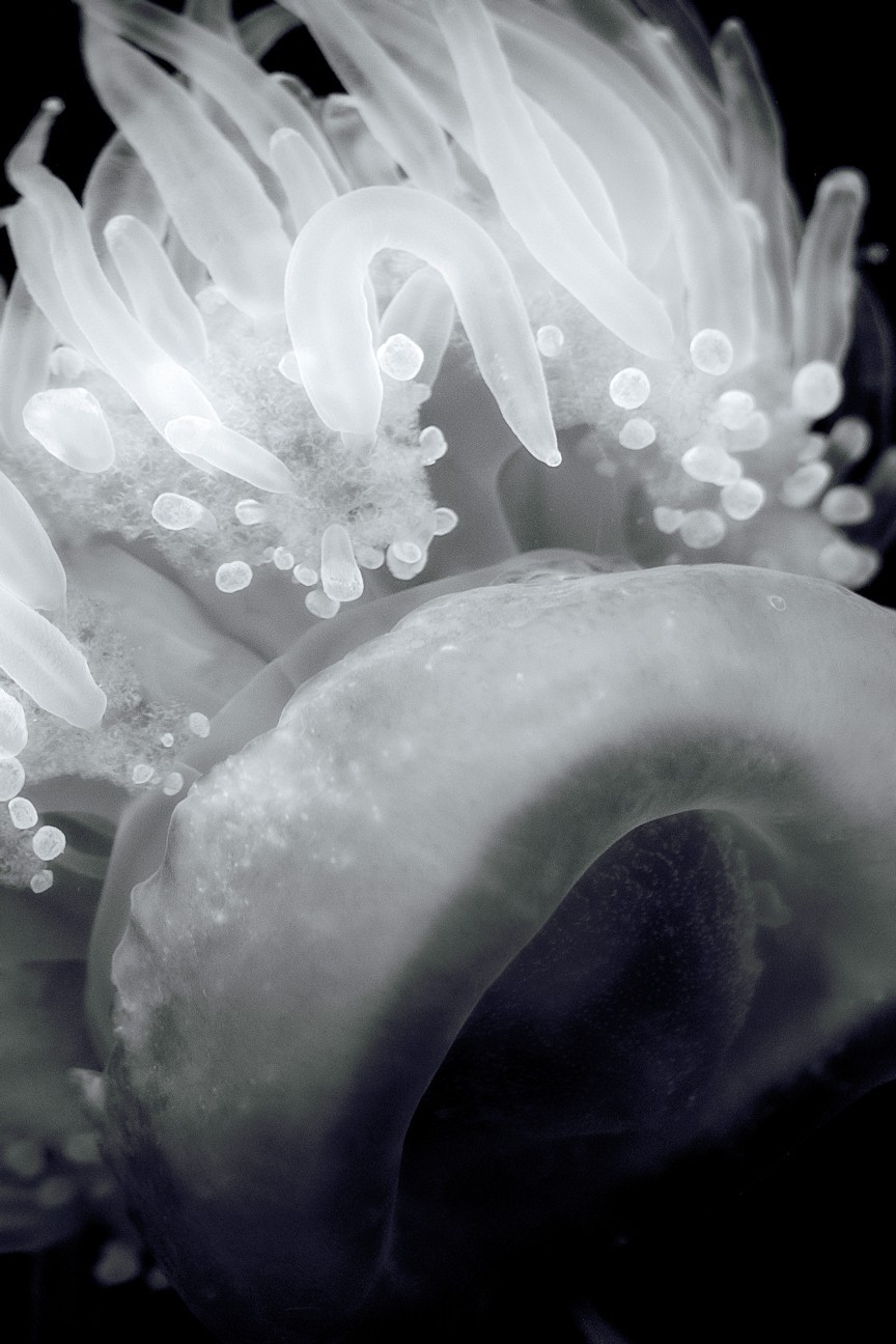 Fine Art Photography, Black and White print,12×18, Aquarium Resident