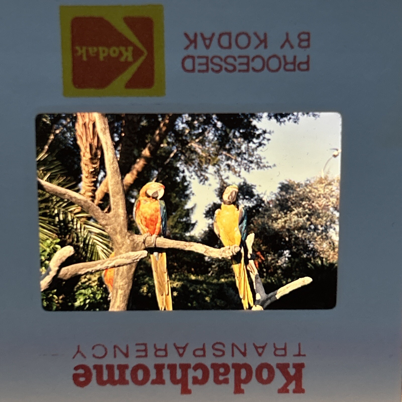 Kodachrome 35mm Slides 1970’s Equestrian Bahamas Vacation Lot of 40