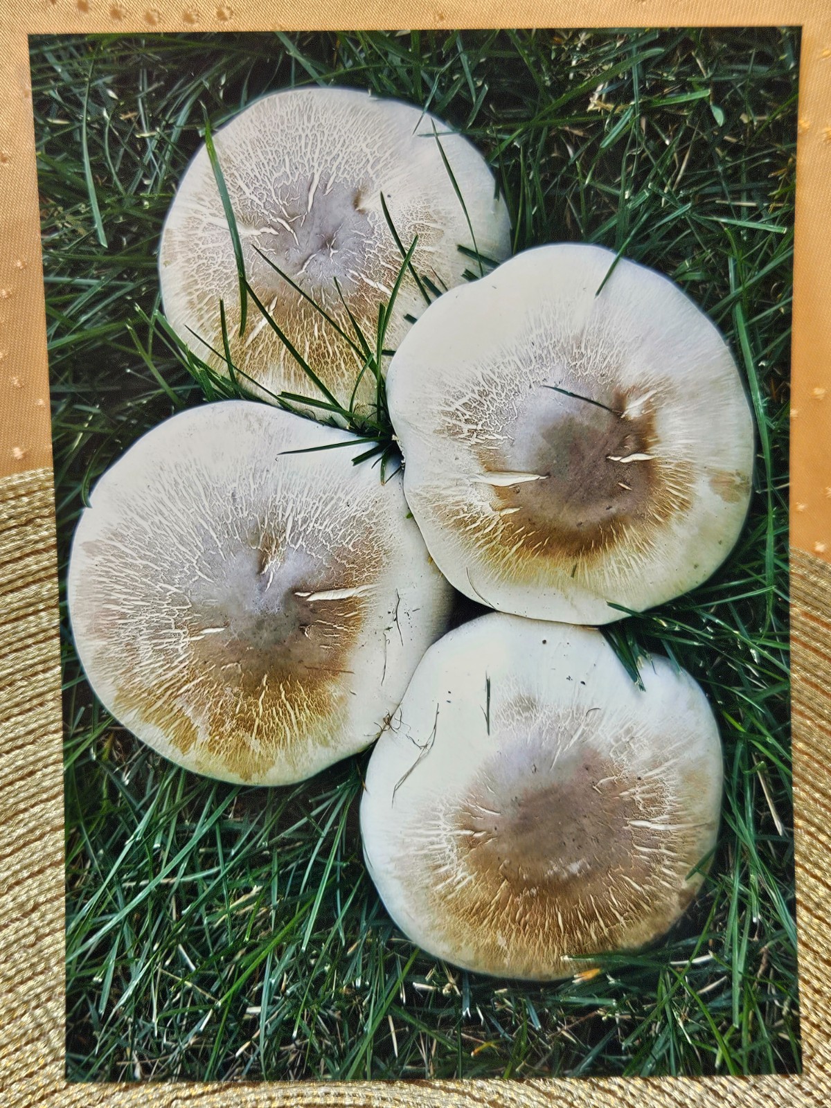 Mushroom Quartet 5×7 Honeycomb Framed FINE ART PHOTOGRAPH Nature Wall Decor
