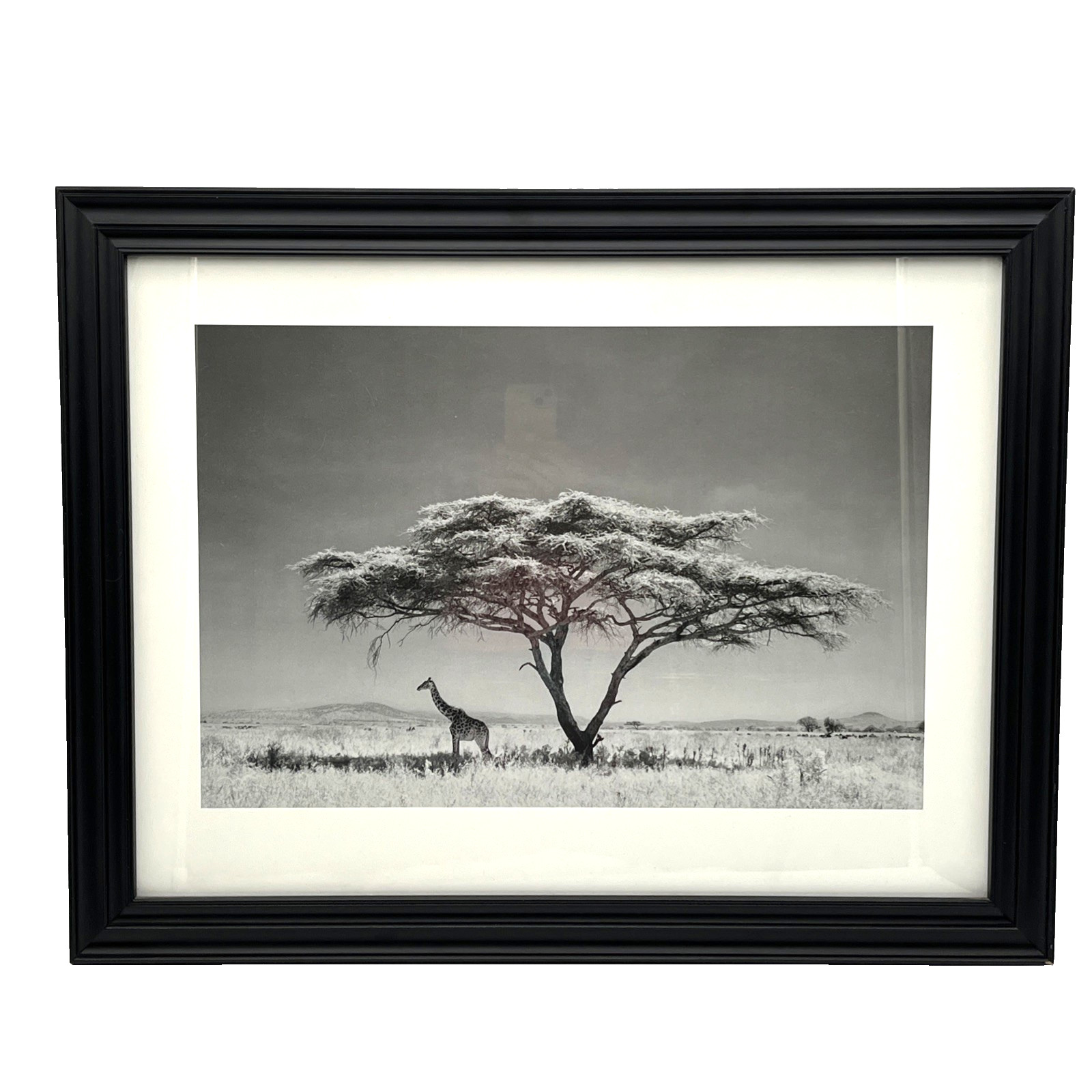 Giraffe Under Acacia Tree by Andy Biggs – Framed Fine Art Photography 27″x21″
