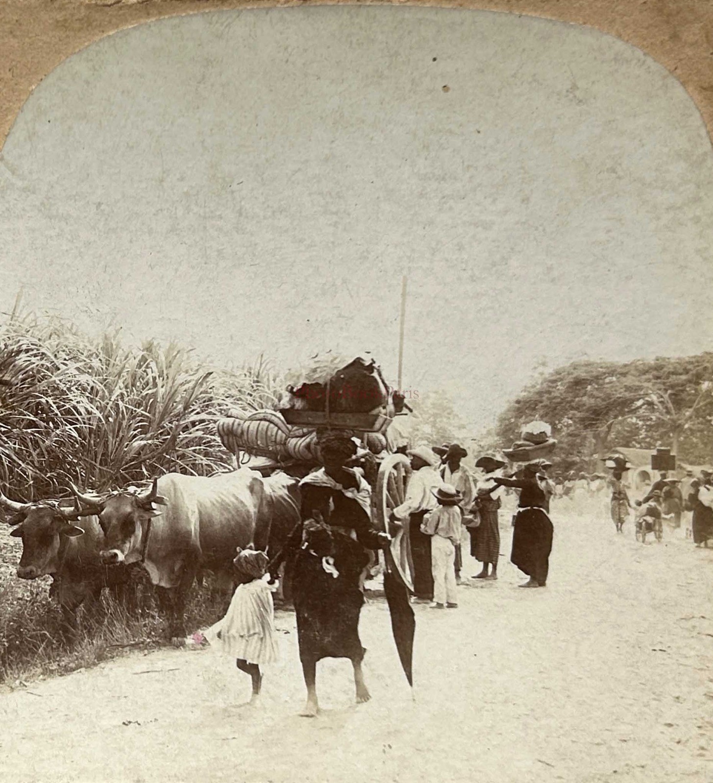 Martinique Residents Fugitives Of The Danger 1902 Photo Stereo Vintage