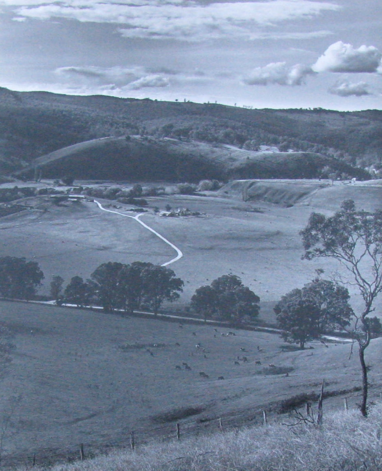 JOHN HARTNEY AUSTRALIAN LARGE PHOTOGRAPH B&W “THE DAIRY FARM” 1975