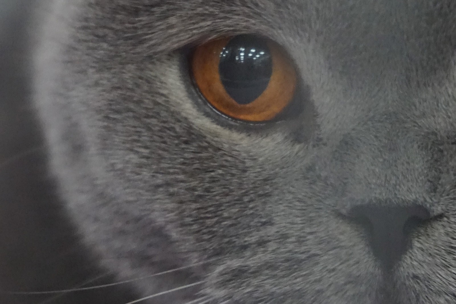 Digital photography, CAT, 0548, horizontal+vertical