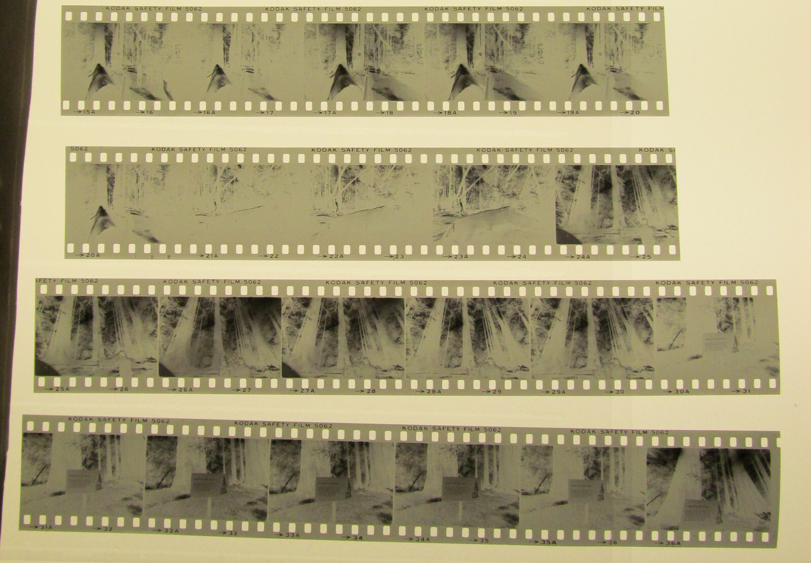World’s Tallest Tree USA 1981 Wilfried Bauer Photographer 7 x Negative Stripes