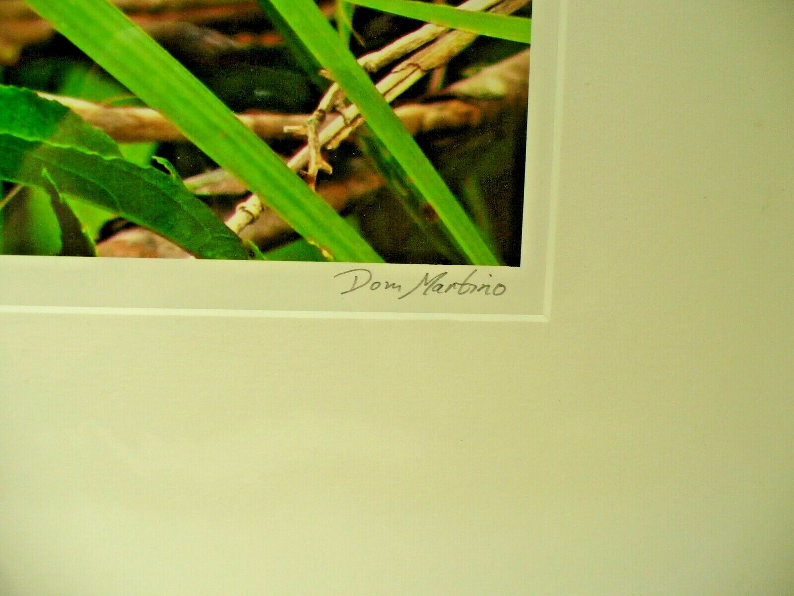 MATTED PHOTOGRAPHY Butterfly Garden in Paynes Prairie By Dom Martino 20x16in