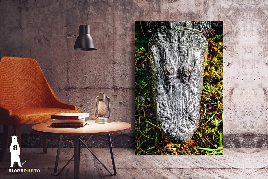 Alligator Photography Prints – Wildlife Fine Art – Sothern Animal Décor