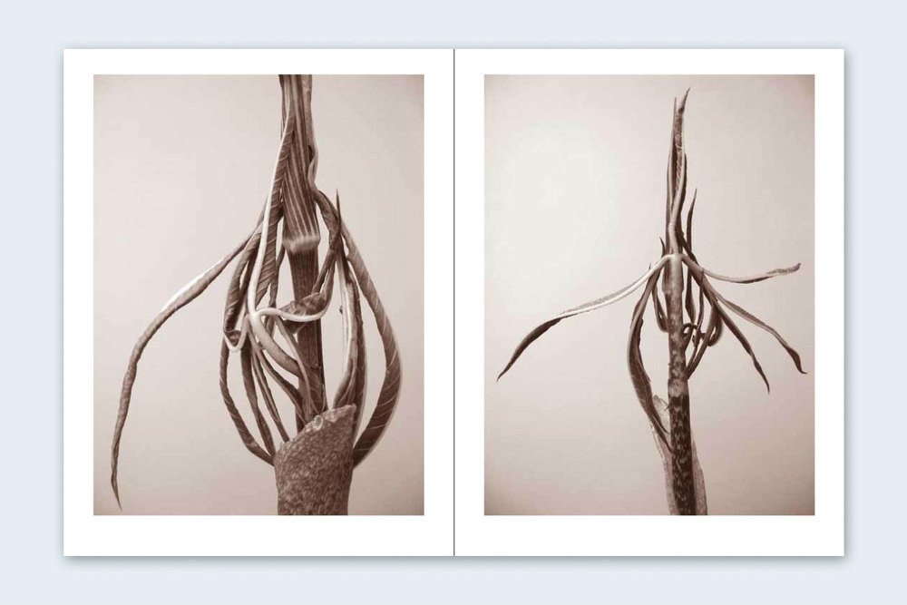 RON VAN DONGEN: One Picture Book Ltd Ed SIGNED w Photo ‘Arisaema Angustatum’ NEW