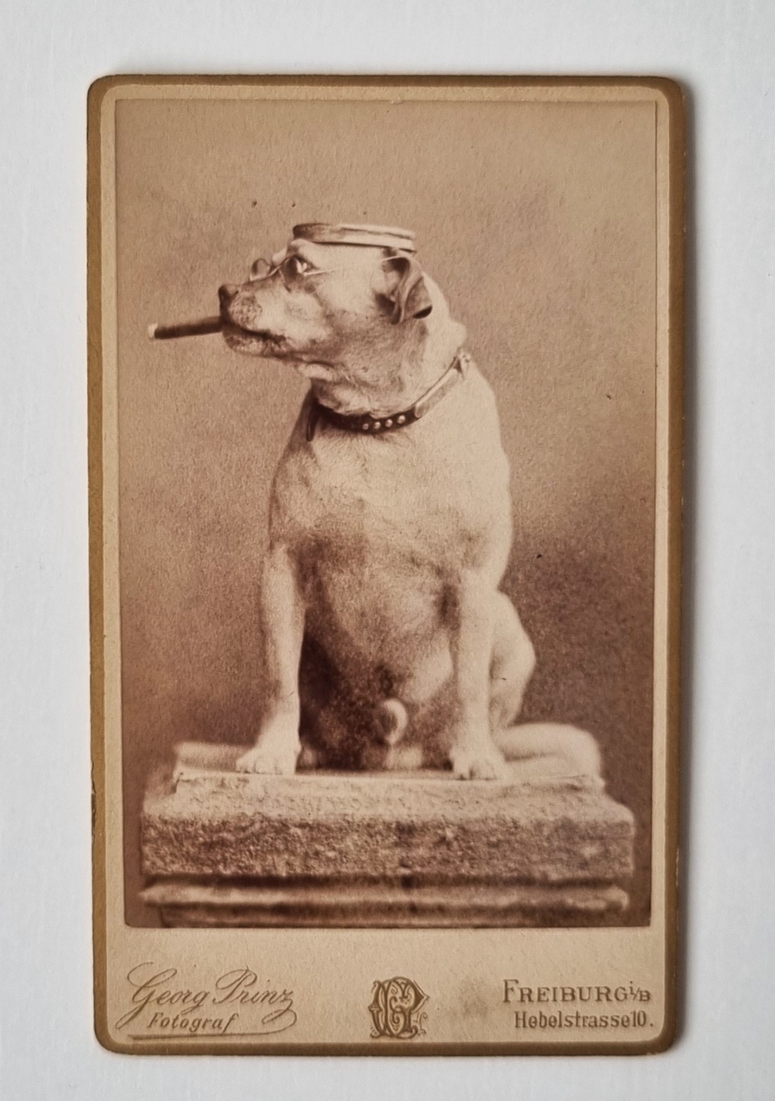 Great CDV photo – dog with plate hat, glasses and cigar – Freiburg around 1890