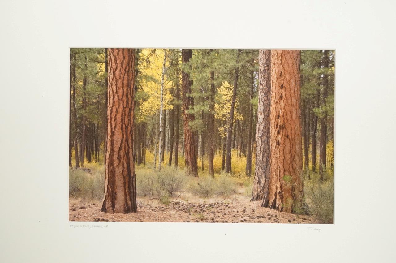 Tom Adams Photography Aspen Forest Trees & Pines Sisters Oregon Photo Art 16×20