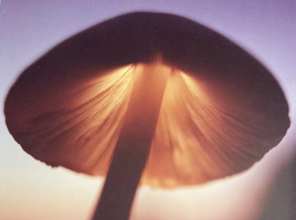 RARE Takao Wakida Photographer Mushroom Original Picture Signed & Framed Nice!!
