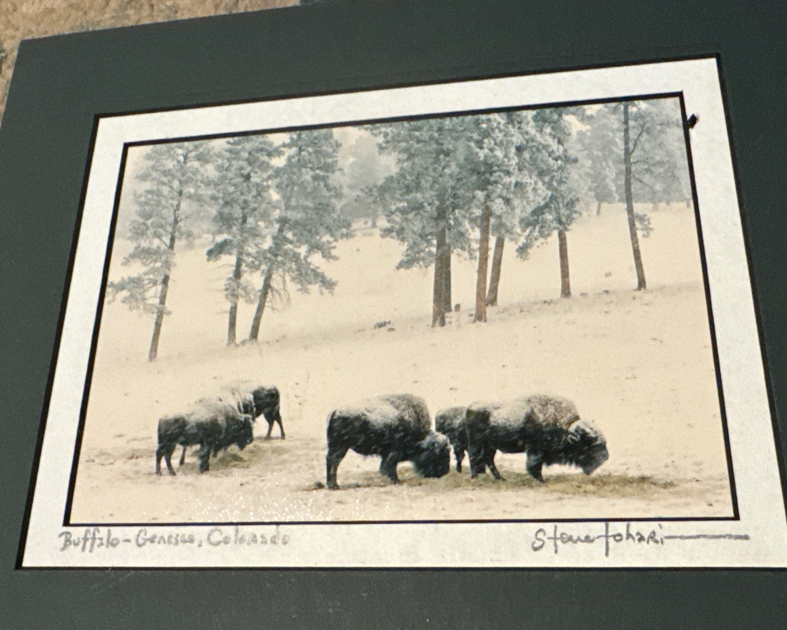 Steve Tohari Photograph of Colorado Buffalo in Winter Signed Framed & Matted
