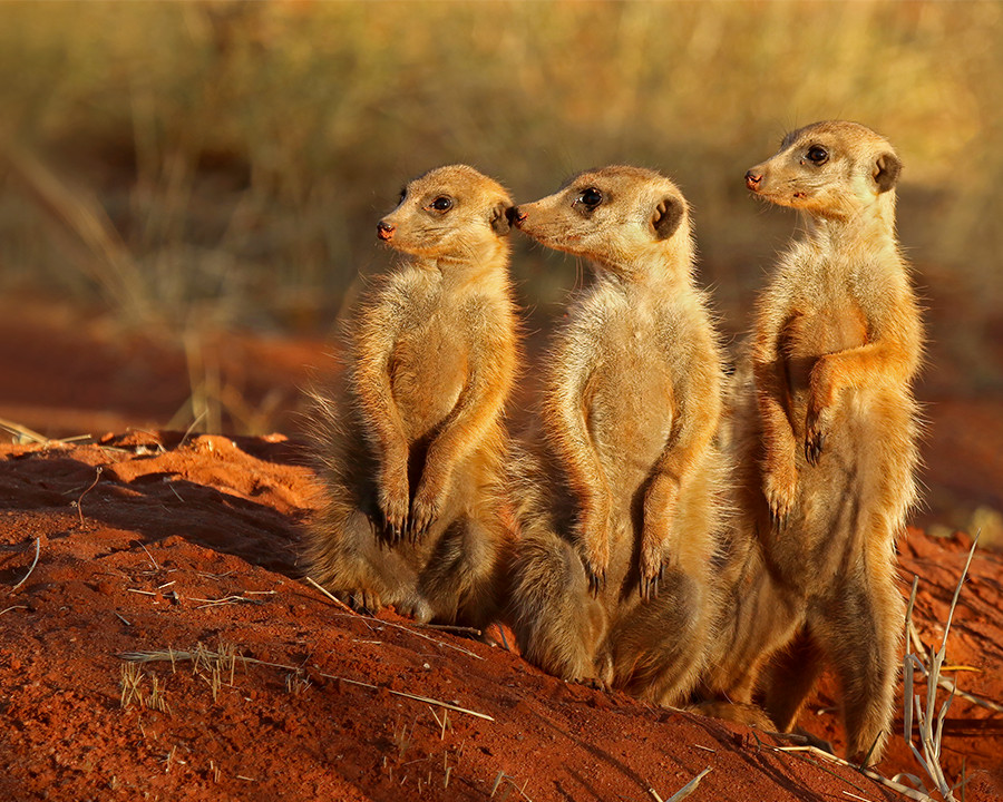 Three Meerkats 8″x10″ Photograph Print 8×10