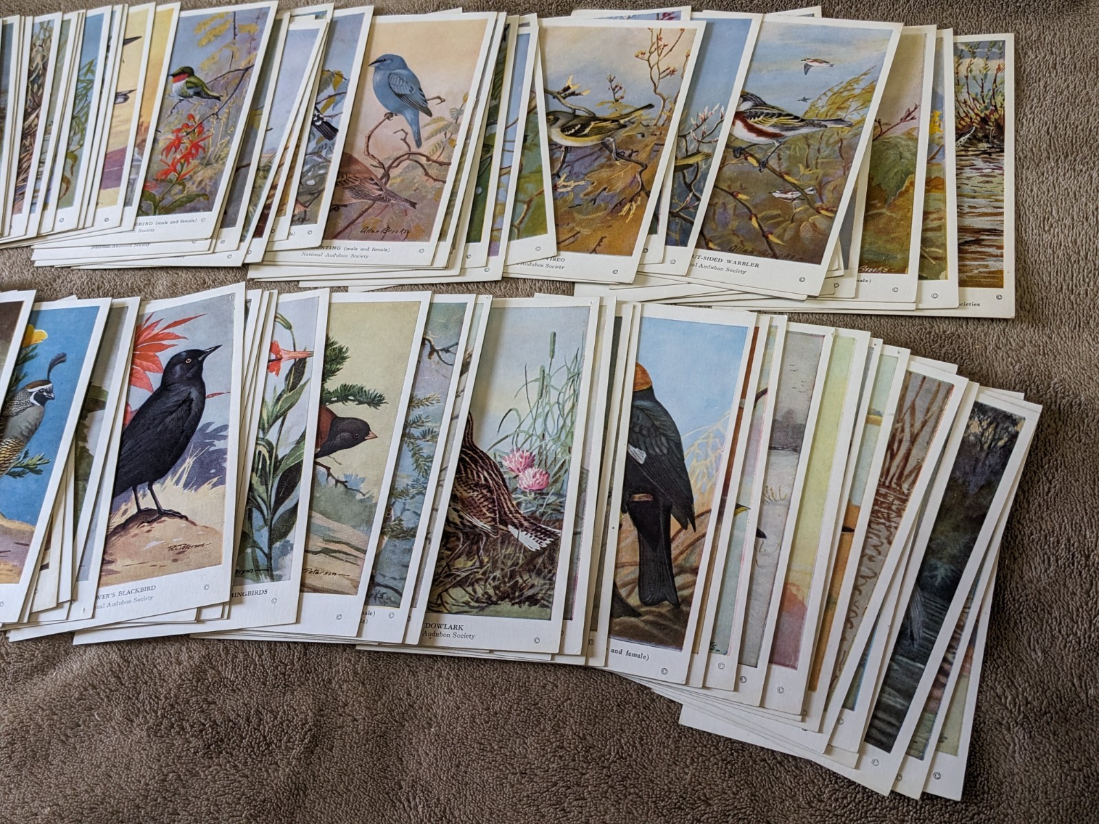 Audubon Society Bird (Post) Cards Eastern and Western Birds 100 cards 1950’s