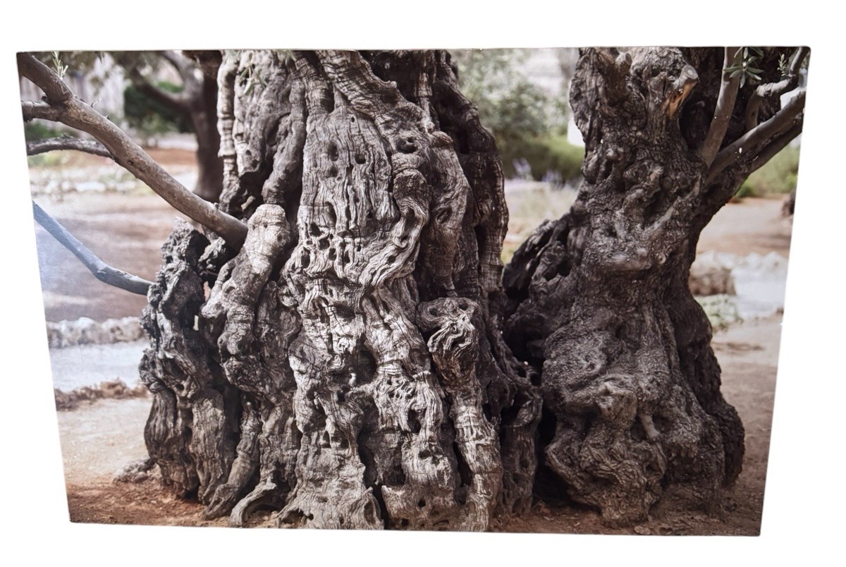 Fine Art Olive Tree Photography on Glass | Fotoflot Wall Art | 22×15