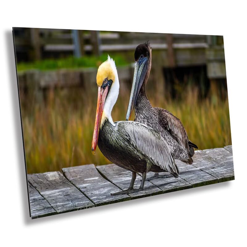 On The Wings of Love: Brown Pelican Male and Female Wall Art