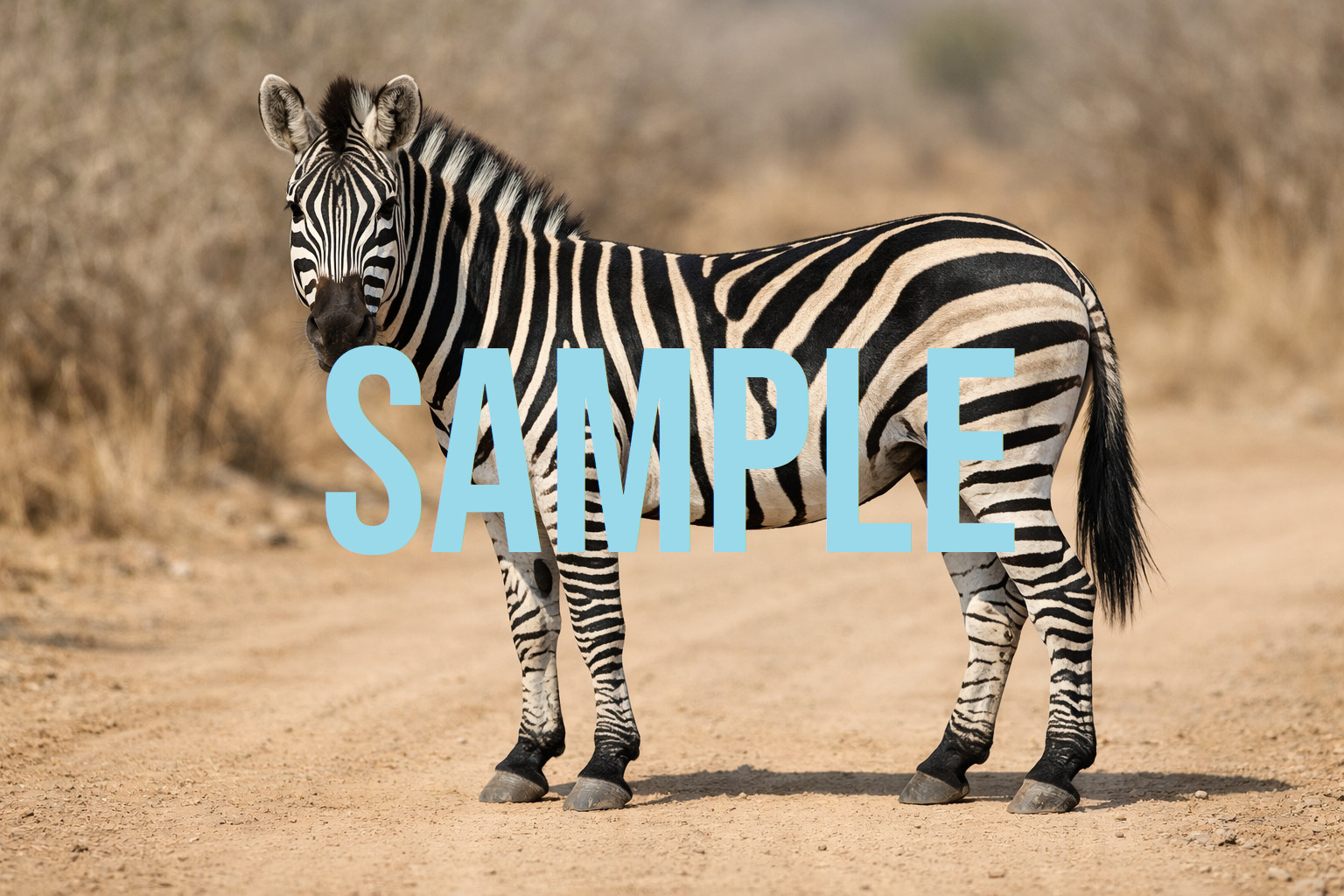 Zebra Digital Download Art Photo Image Wallpaper Background Desktop Printable