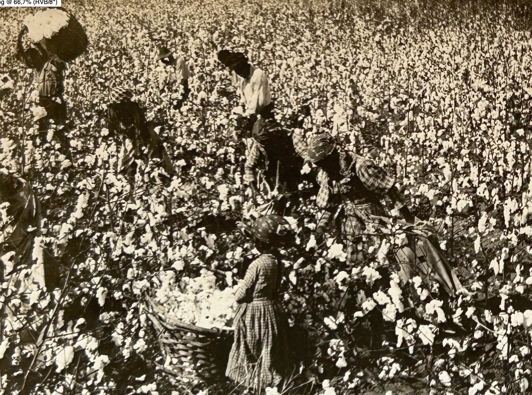 USA United States Cotton Harvest Mississippi 1899 Stereo Photo Vintage P76L5N