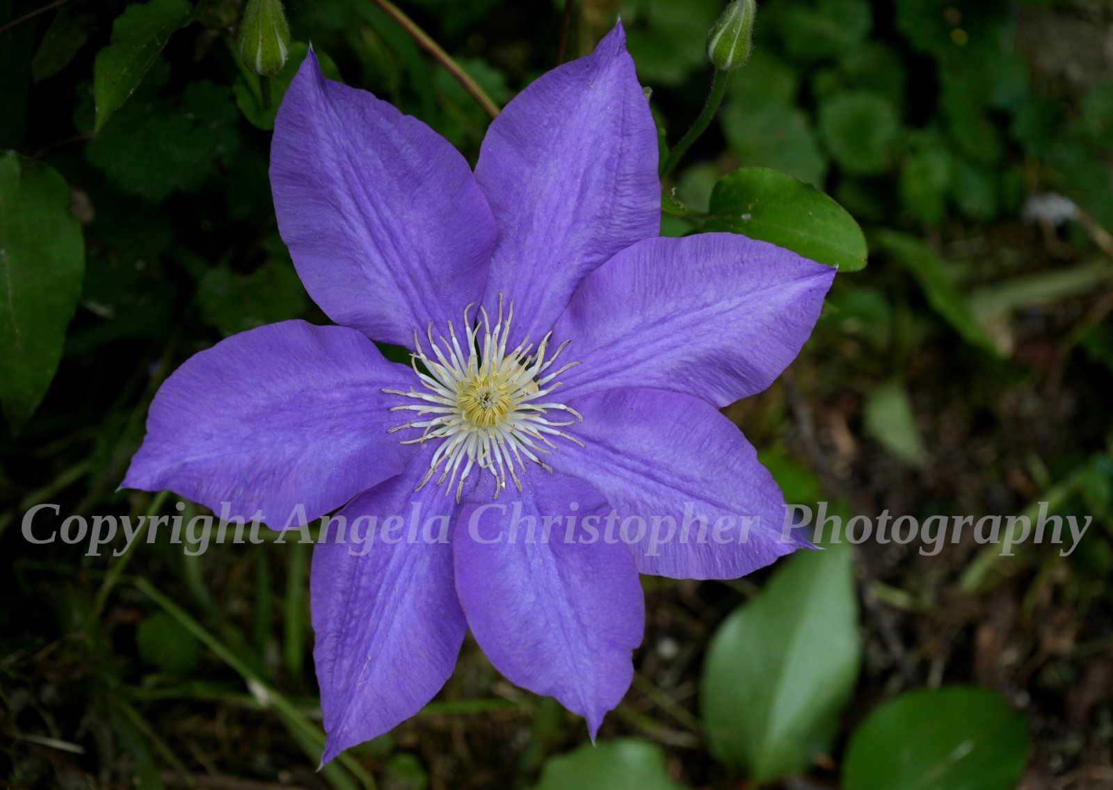Original ACEO photo fine art print 2.5 x 3.5 inches PURPLE CLEMATIS flower