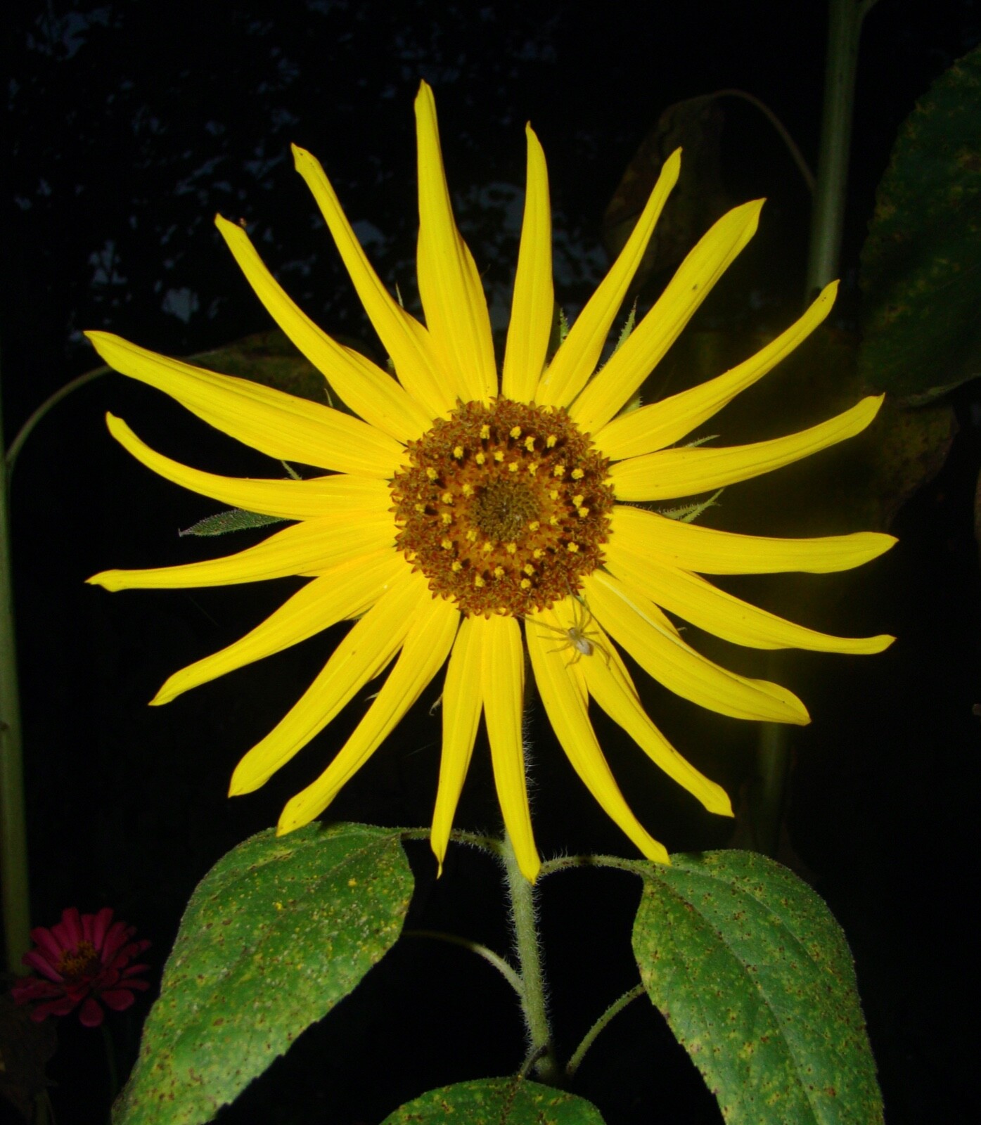 sunflower photo, 8×10 with albino spider, floral, colorful