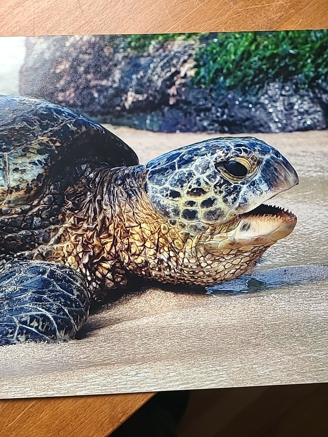 Green Sea Turtle On The Beach
