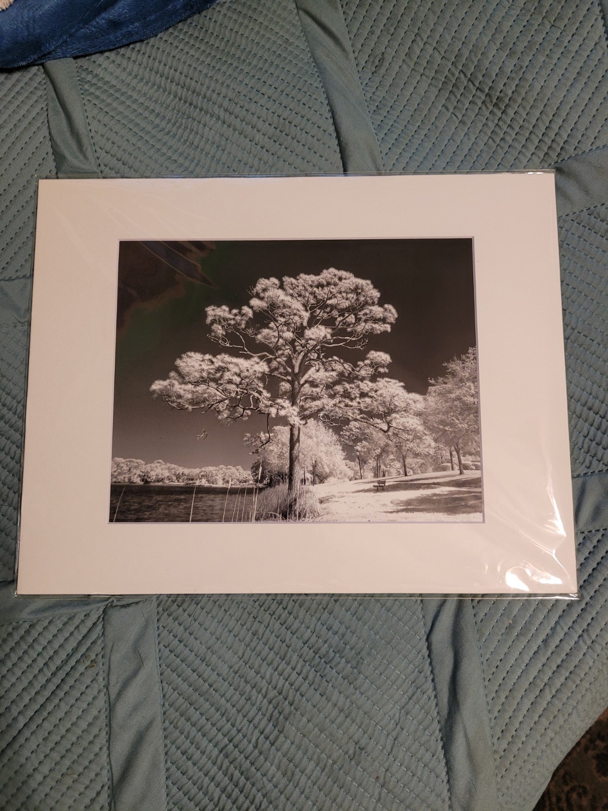 Infrared Park Matted 8 By 10 Photography Print