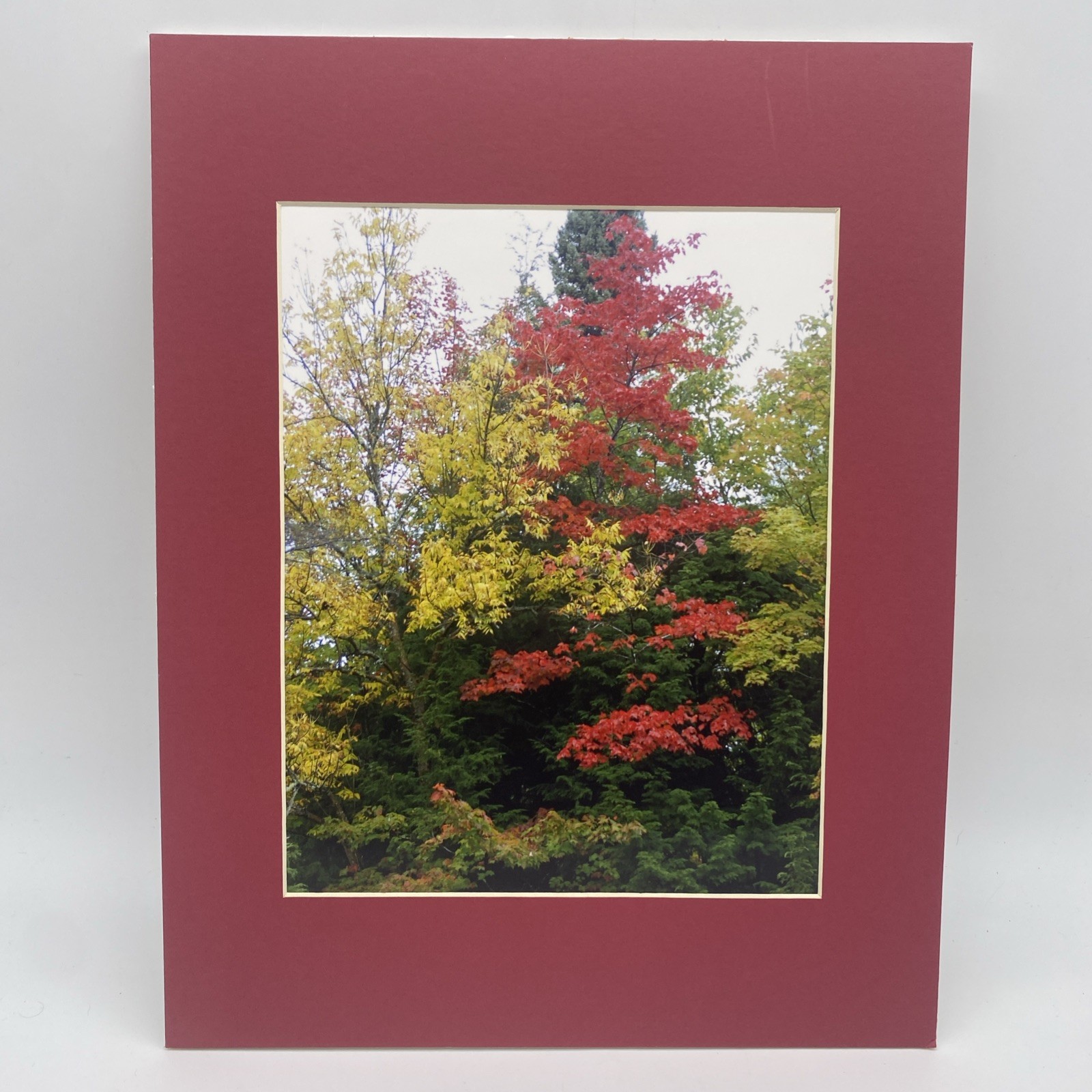 Matted Autumn Trees Landscape Photo Print 11 X 14 Wall Art Gallery Decor