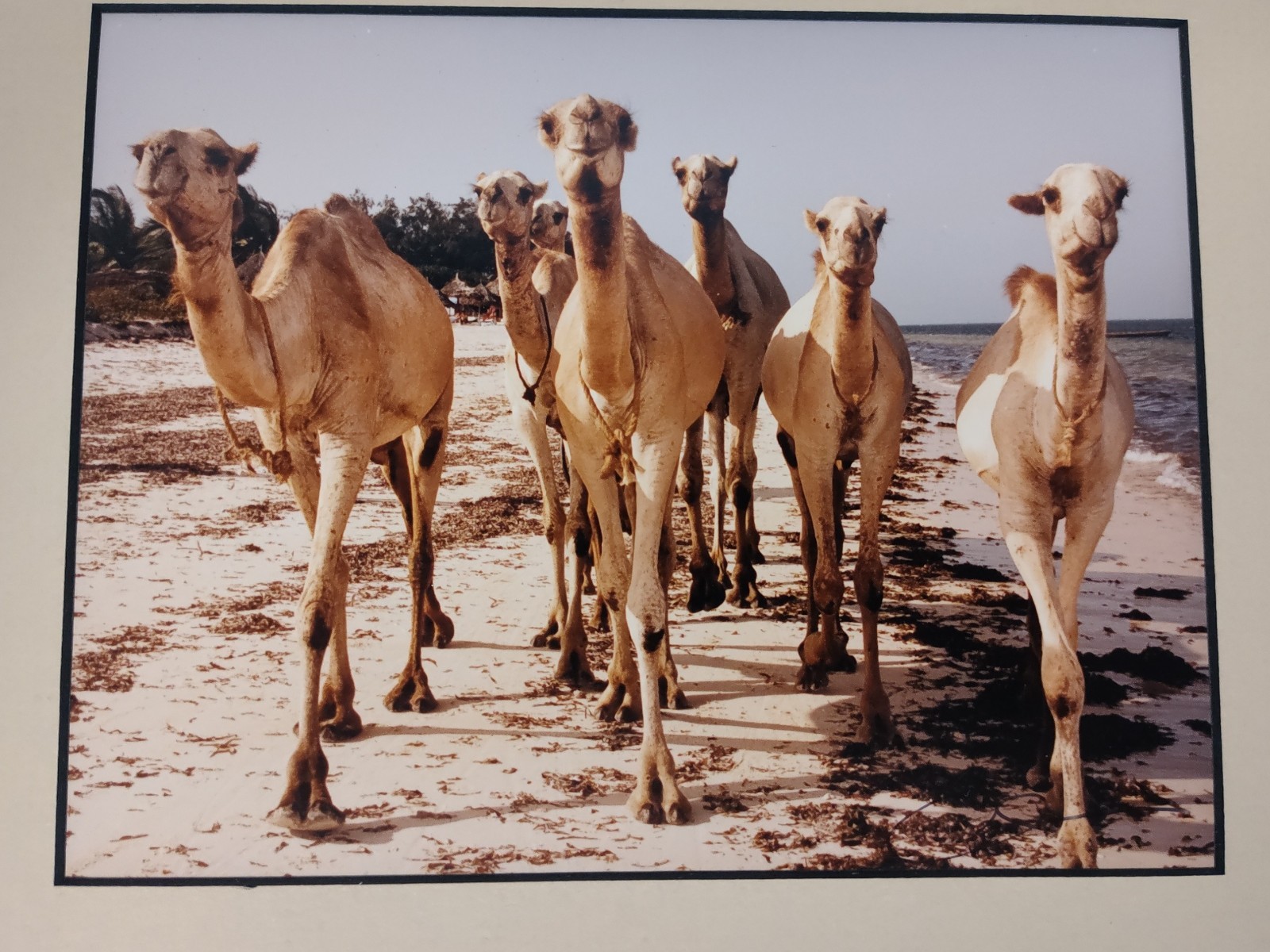 Monkey Camels and Elephants Pictures Framed and Signed by Artist
