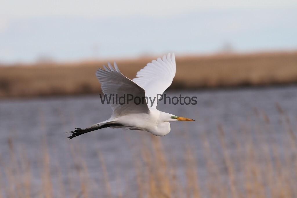 Great Egret Photo, Pick One Image – Various Sizes