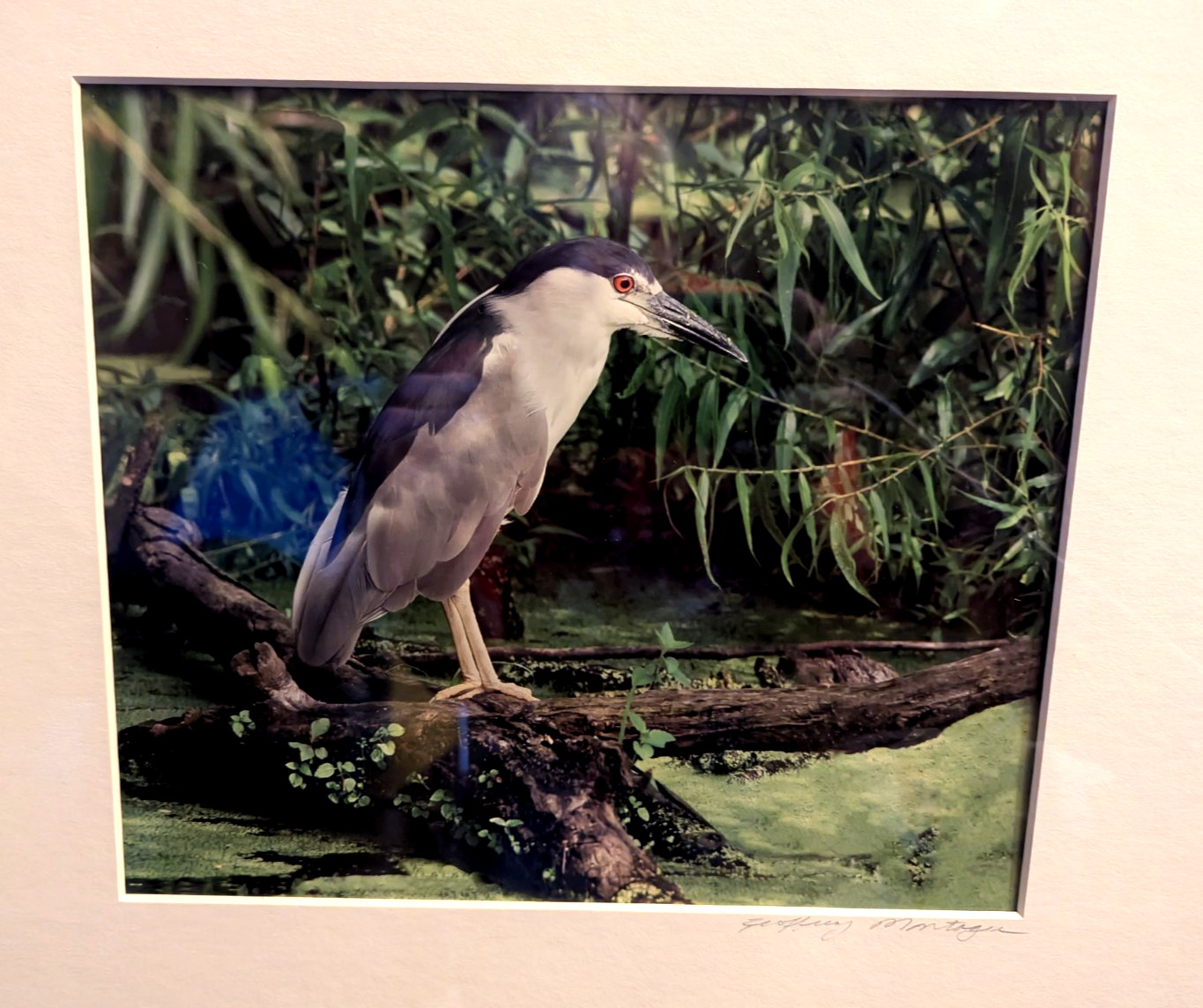 Gorgeous Wildlife Photograph Crane Pro Framed Jeffery Montagu Signed 20″ X 16″