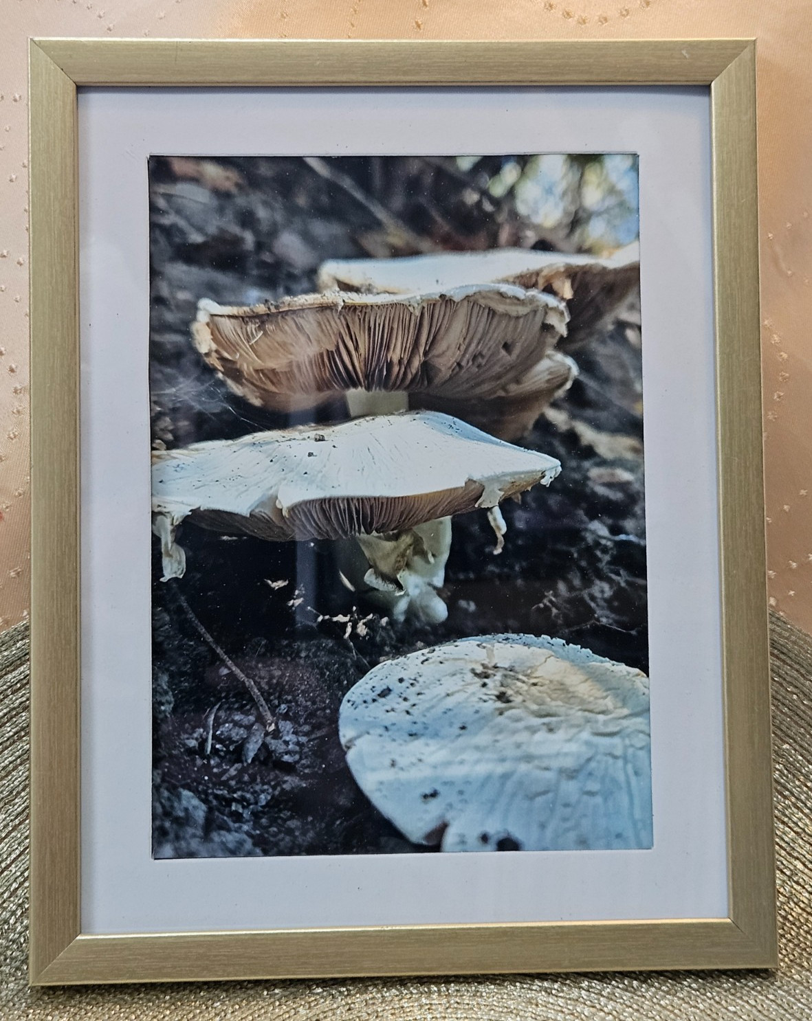 Woodland Forest Mushrooms Photo by Audra Deane 5×7 Framed Original Nature Art