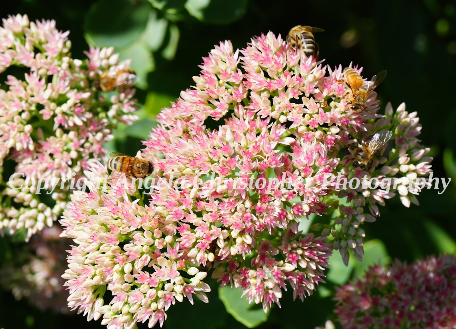 Original ACEO photo fine art print 2.5 x 3.5 inch BEES ON STONECROP pink flower